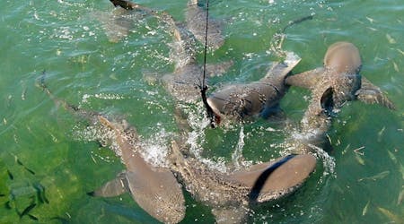 Ecoturismo de tubarões e vida selvagem em Key West de catamarã